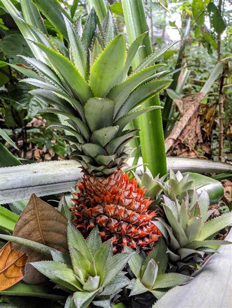 Pink Pineapple – Wikipedia